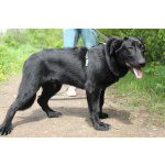 Красавец чёрный пёс