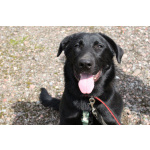 Красавец чёрный пёс