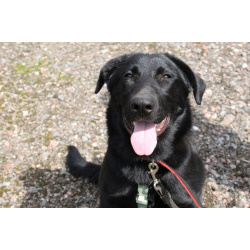 Красавец чёрный пёс