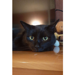 Одинокий кототерапевт желает познакомиться.