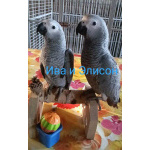 Жако птенец выкормыши от заводчика