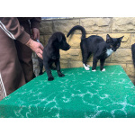 Маленький хорошенький щенок