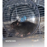 Хомяк сирийский