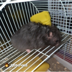 Хомяк сирийский