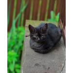 Ищут дом 2 чудесных котенка.