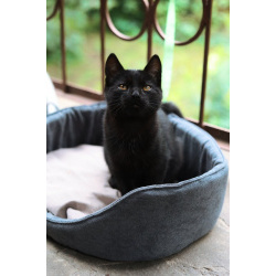 Ищут дом 2 чудесных котенка.