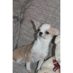 Девочка бело рыжик