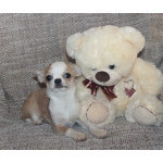 Девочка бело рыжик