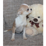 Девочка бело рыжик