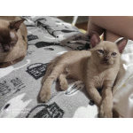 Котенок европейской бурмы выставочный