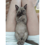 Котенок европейской бурмы выставочный