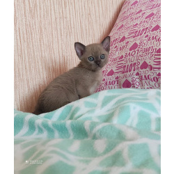 Котенок европейской бурмы выставочный