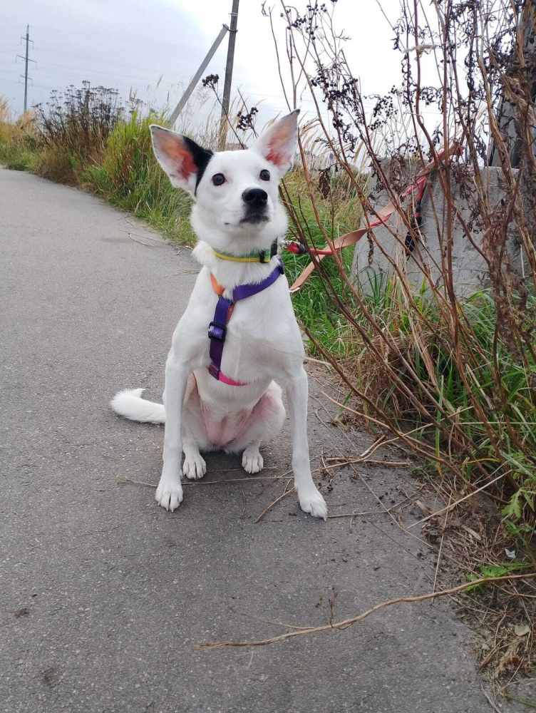 Красивая собачка ищет дом