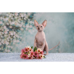 Лунные котята-Эльф, бамбино, Двэльф, канадский сфинкс.