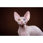 Лунные котята-Эльф, бамбино, Двэльф, канадский сфинкс.