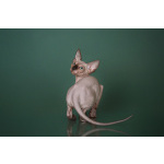 Лунные котята-Эльф, бамбино, Двэльф, канадский сфинкс.