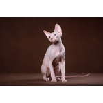 Лунные котята-Эльф, бамбино, Двэльф, канадский сфинкс.