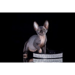 Лунные котята-Эльф, бамбино, Двэльф, канадский сфинкс.