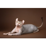 Лунные котята-Эльф, бамбино, Двэльф, канадский сфинкс.