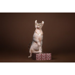 Лунные котята-Эльф, бамбино, Двэльф, канадский сфинкс.