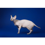 Лунные котята-Эльф, бамбино, Двэльф, канадский сфинкс.