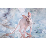 Лунные котята-Эльф, бамбино, Двэльф, канадский сфинкс.