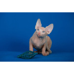 Лунные котята-Эльф, бамбино, Двэльф, канадский сфинкс.