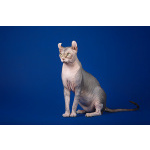 Лунные котята-Эльф, бамбино, Двэльф, канадский сфинкс.