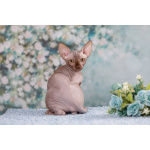 Лунные котята-Эльф, бамбино, Двэльф, канадский сфинкс.