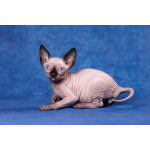 Лунные котята-Эльф, бамбино, Двэльф, канадский сфинкс.