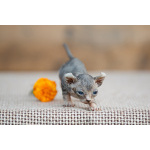 Лунные котята-Эльф, бамбино, Двэльф, канадский сфинкс.