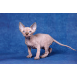 Лунные котята-Эльф, бамбино, Двэльф, канадский сфинкс.