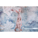 Лунные котята-Эльф, бамбино, Двэльф, канадский сфинкс.