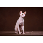 Лунные котята-Эльф, бамбино, Двэльф, канадский сфинкс.