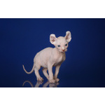 Лунные котята-Эльф, бамбино, Двэльф, канадский сфинкс.