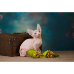 Лунные котята-Эльф, бамбино, Двэльф, канадский сфинкс.