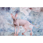 Лунные котята-Эльф, бамбино, Двэльф, канадский сфинкс.