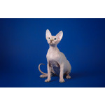 Лунные котята-Эльф, бамбино, Двэльф, канадский сфинкс.