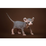 Лунные котята-Эльф, бамбино, Двэльф, канадский сфинкс.