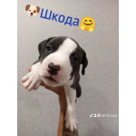 Продам Американских стаффордширских терьеров