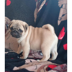 Щенок мопса