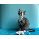 Очень эмоциональный котёнок