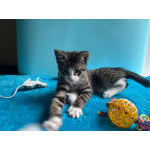 Очень эмоциональный котёнок