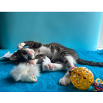 Очень эмоциональный котёнок