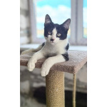 Смешной котёнок Коржик с мухой на носу ищет семью!
