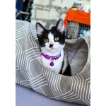 Смешной котёнок Коржик с мухой на носу ищет семью!
