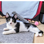 Смешной котёнок Коржик с мухой на носу ищет семью!