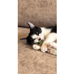 Смешной котёнок Коржик с мухой на носу ищет семью!