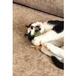 Смешной котёнок Коржик с мухой на носу ищет семью!