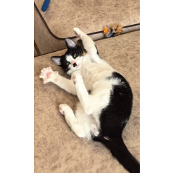 Смешной котёнок Коржик с мухой на носу ищет семью!